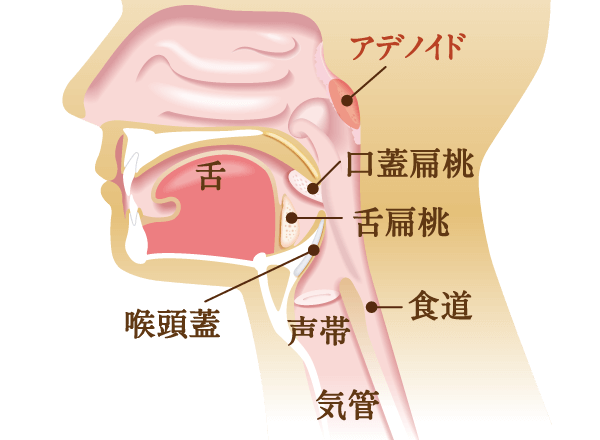 のどの病気 各部位